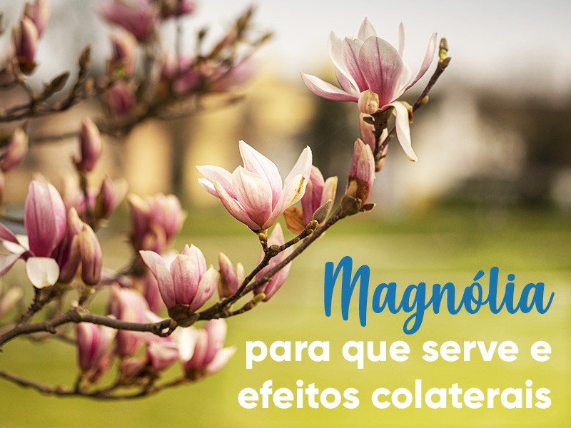 Magnolia officinalis: para que serve e efeitos colaterais